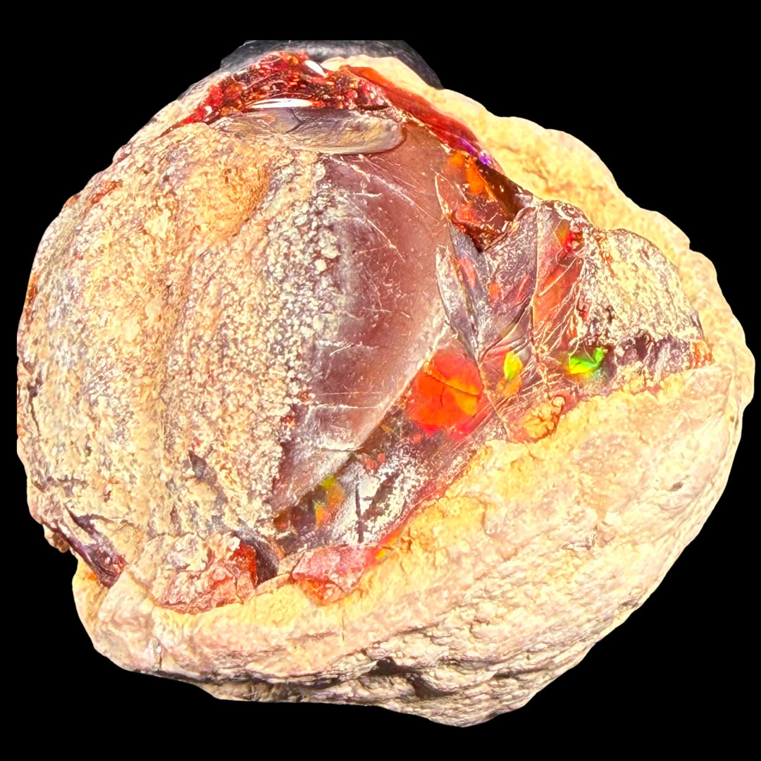 43.5 Gram AAA Quality Natural Ethiopian Fire Opal – Dominant Deep Red, Fiery Orange & Neon Green Fire | One-of-a-Kind Collector Fire Opal