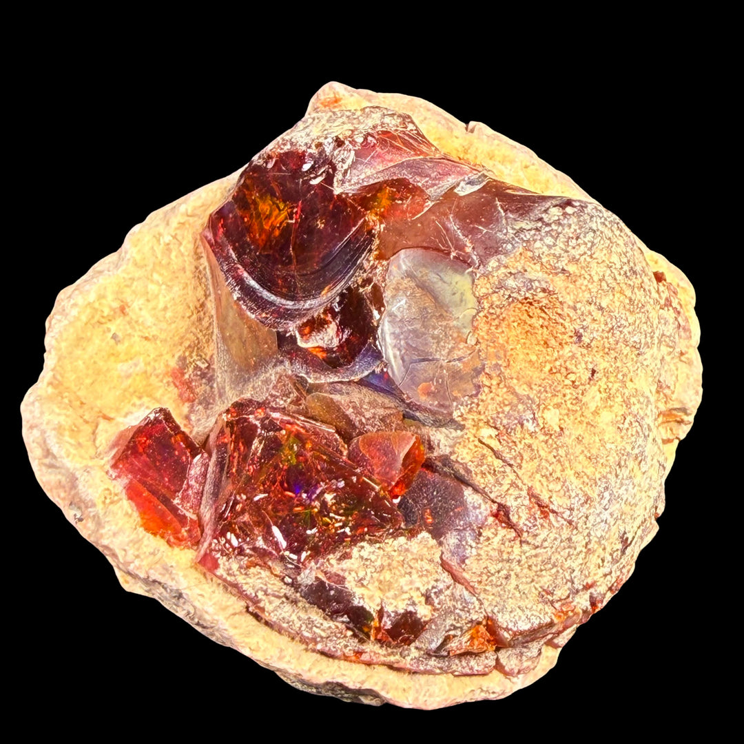 43.5 Gram AAA Quality Natural Ethiopian Fire Opal – Dominant Deep Red, Fiery Orange & Neon Green Fire | One-of-a-Kind Collector Fire Opal