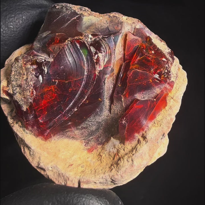 43.5 Gram AAA Quality Natural Ethiopian Fire Opal – Dominant Deep Red, Fiery Orange & Neon Green Fire | One-of-a-Kind Collector Fire Opal